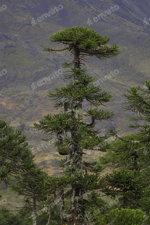 Preview: a forest filled with green trees and a mountain in the background