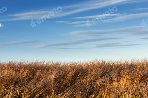 Preview: Tall dry grass sway in the wind on sky background