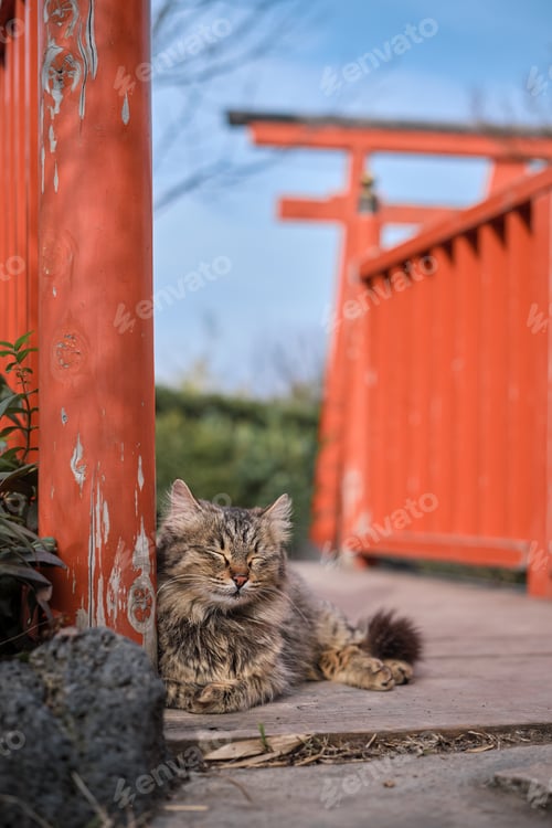 Preview: A cat sleeps on a bridge against the backdrop of a torii gate