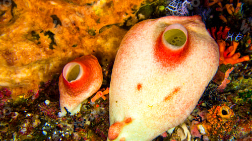 Preview: Ascidia, Bunaken National Marine Park, Indonesia
