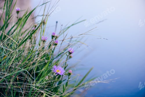 Preview: Wild flower on rock