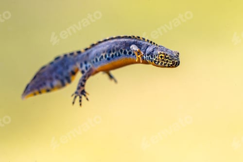 Preview: Alpine newt aquatic animal swimming in freshwater habitat