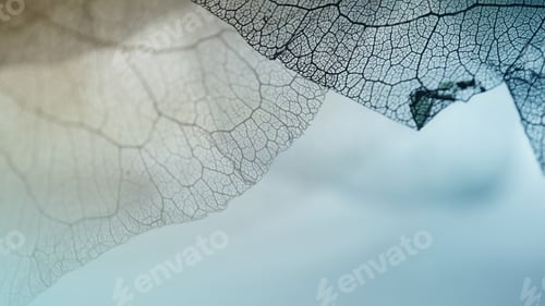 Preview: Vivid Color Dry Leaf Texture For Background