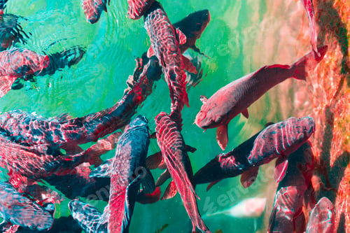 Preview: In the ocean, fish swim