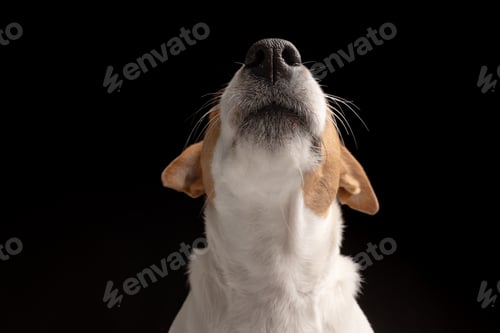 Preview: Satisfied dog licks Jack Russell terrier looks up. Hungry pet and thirst for delicious food