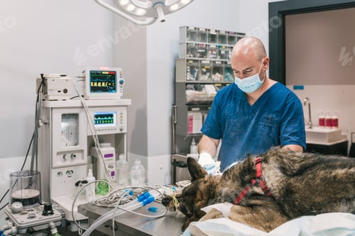 Preview: Veterinarian operating a dog lying on surgical table in veterinary hospital