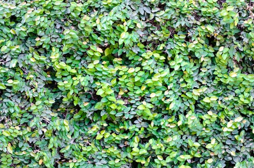 Preview: Green leaves wall background