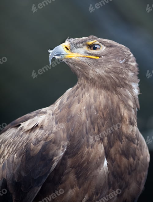 Preview: Steppe eagle - close-up portrait of this majestic bird of prey