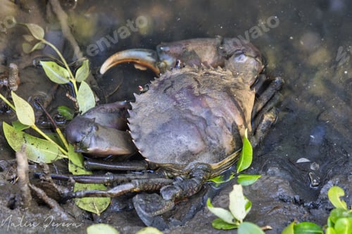 Preview: Littoral crab (Carcinus aestuarii) walking on the mud