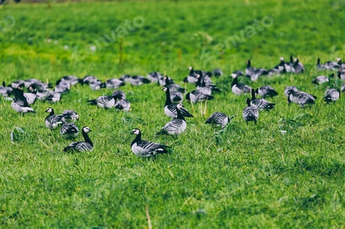 Preview: Barnacle Goose. A group of barnacle geese flock of migrating birds resting in green field in Finland