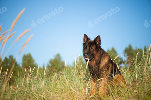 Preview: Beautiful German Shepherd Dog sitting on green grass, copy space
