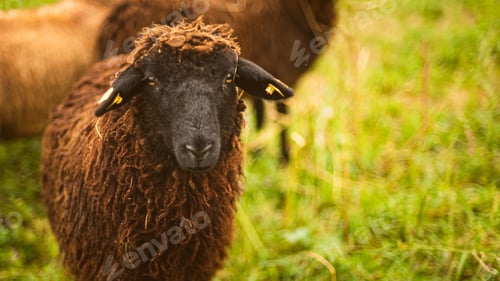 Preview: Brown wool , black-faced sheep grazing on a meadow in a herd. Farm with sheep concept