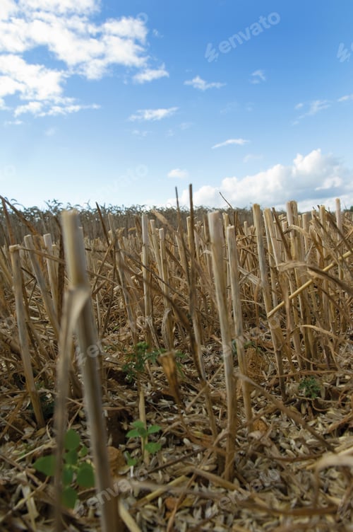 Preview: Stubble in wheat field