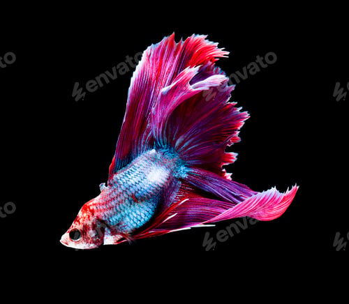 Preview: Betta fish, siamese fighting fish, betta splendens isolated on black background