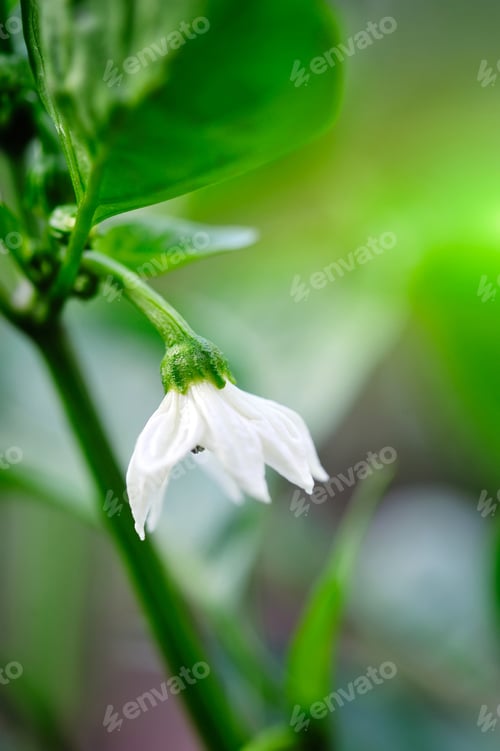 Preview: Green Bell pepper's cute white flower (Capsicum annuum)