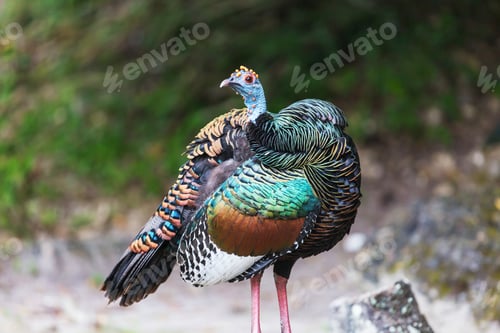 Preview: Turkey in Guatemala