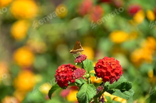 Preview: Butterfly