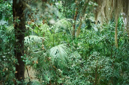 Aperçu: green palm foliage background, tropical jungle leaves