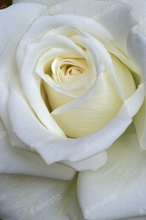 Preview: Rose Flower (Rosa X Hybrid)