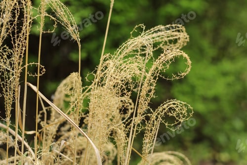 Preview: Natural background. Dry plants with twisted stems and spikelets on a green background