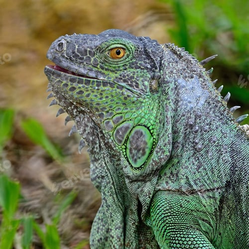 Preview: female Green Iguana