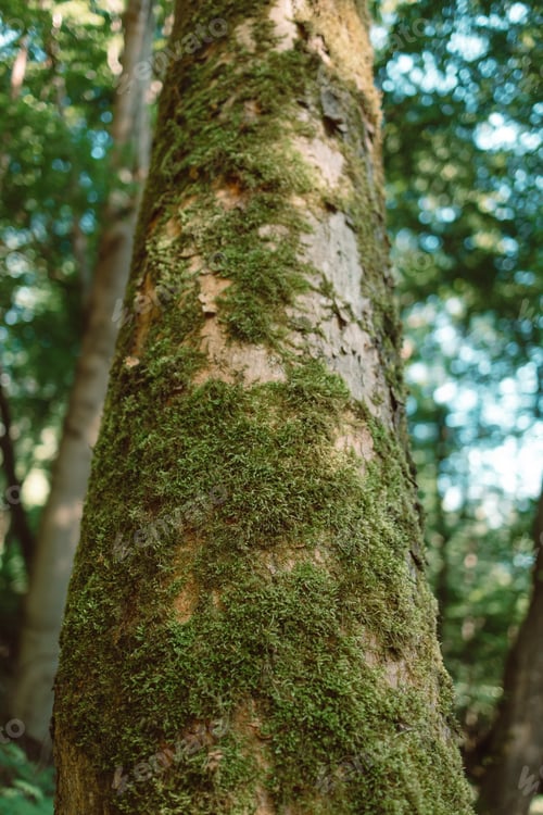 Preview: Bottom view of forest trees. Nature green wood sunlight backgrounds.