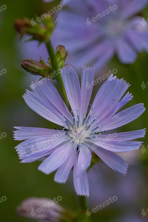 Preview: Chicory flower close-up with natural background on a summer day