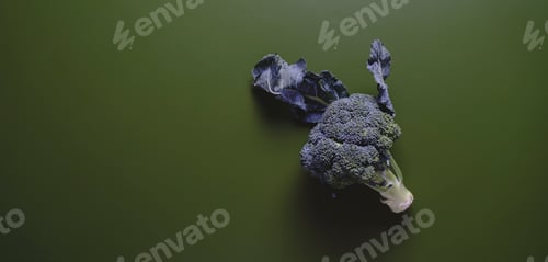 Preview: Freshly harvested broccoli for healthy cooking with organic vegetables ready to cooking