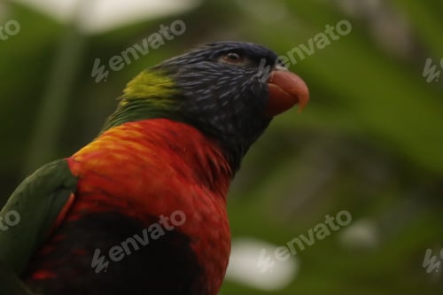Preview: Rainbow parakeet