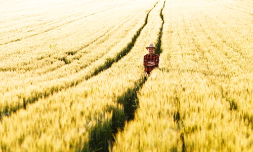 Preview: Senior farmer in a field examining wheat crop.