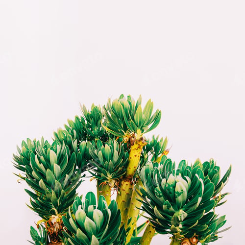 Preview: Outdoors. Minimal fashion design. Tropical plant on a white wall