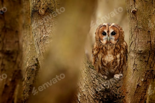 Preview: the owl is sitting in the middle of the tree looking around