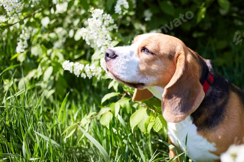 Preview: A cute beagle dog is sitting in the green grass by a flowering cherry bush