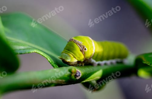 Preview: Close up green caterpillar butterfly with on blur background .