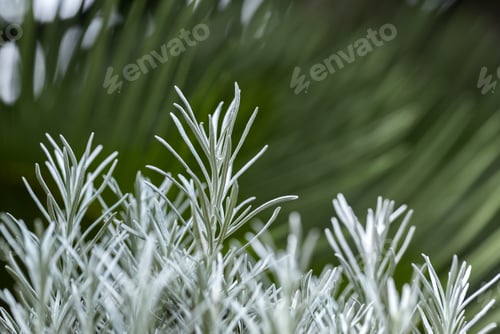 Preview: Fresh Rosemary Herb grow outdoor. Rosemary leaves Close-up.