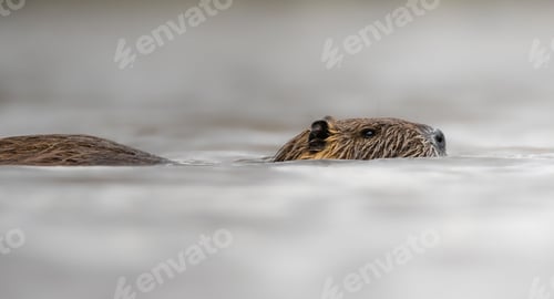 Preview: Closeup shot of a swimming nutria