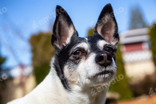 Preview: Cute and Adorable Toy Fox Terrier Dog playing in outside