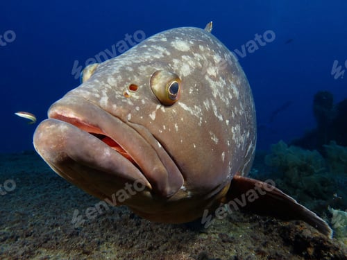 Preview: Dusky Mediterranean grouper