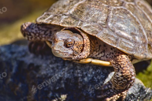 Preview: A cute little freshwater turtle poking his head out of his shell to feel the warmth of the sun