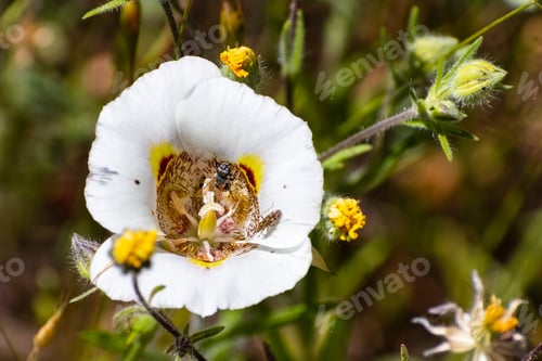 Preview: Butterfly Mariposa Lily wildflower