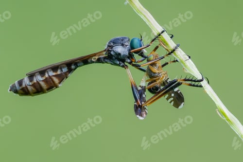 Preview: leptogaster