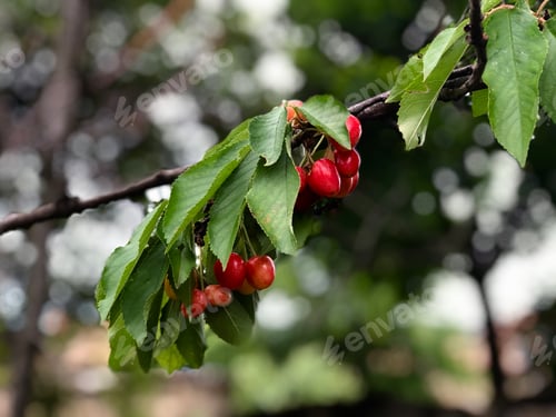 Preview: Fresh Red Cherries on the Branch with Leaves