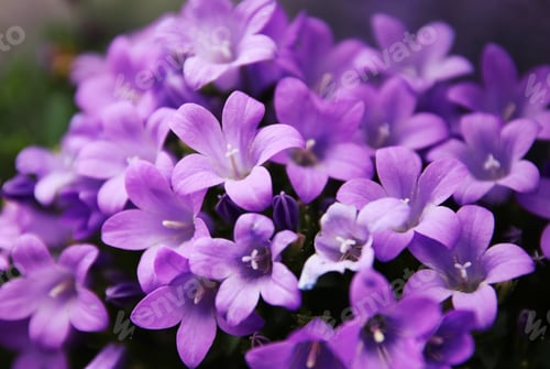 Preview: Closeup of Purple Flowers in a Garden