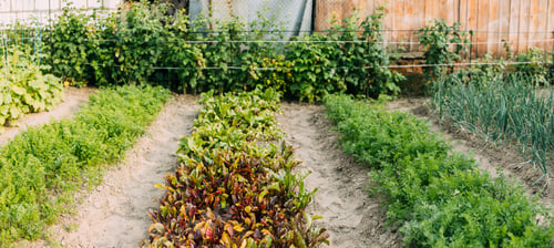 Preview: Panoramic View Of Beds With Beet And Carrot In Vegetable Garden On Summer Sunny Day