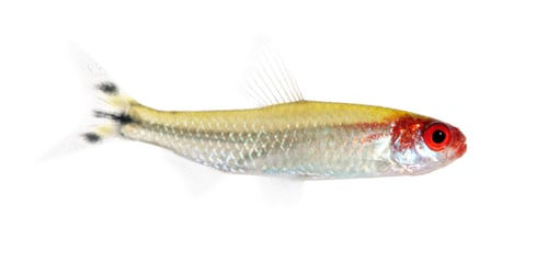 Preview: Hemigrammus bleheri fish