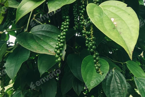 Preview: Organic Peppercorns in a Farm