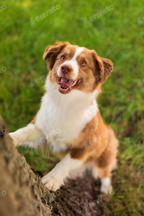 Preview: Miniature American Shepherd dog on the grass in the park
