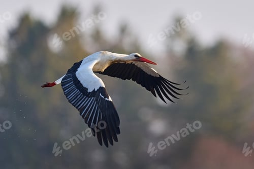 Preview: White stork (ciconia ciconia)
