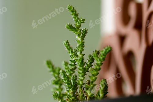 Preview: Succulent