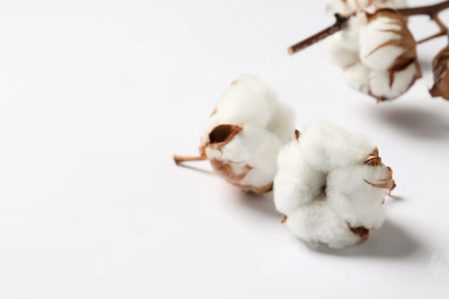 Preview: Beautiful cotton fluffy flowers on white background, closeup. Space for text